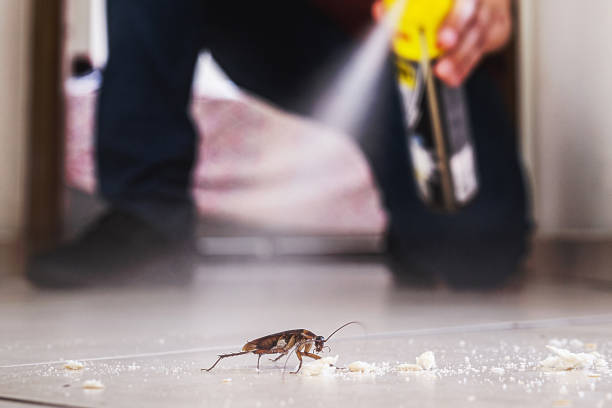Spider Control Near Me in Airport, CA